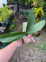 Phalaenopsis Tropic Ocelot  -  COLEÇÃO - Imagem 3