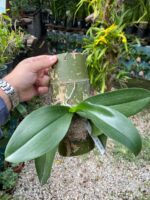 Phalaenopsis Allura Fragrans - PERFUMADA - Imagem 8