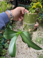 Phalaenopsis Allura Fragrans - PERFUMADA - Imagem 6