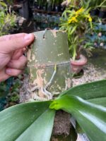 Phalaenopsis Allura Fragrans - PERFUMADA - Imagem 7