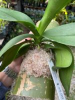 Phalaenopsis Allura Fragrans - PERFUMADA - Imagem 5