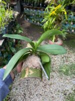 Phalaenopsis Allura Fragrans - PERFUMADA - Imagem 4