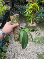 Phalaenopsis Allura Fragrans - PERFUMADA - Imagem 3