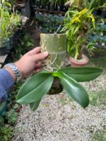 Phalaenopsis Allura Fragrans - PERFUMADA - Imagem 2