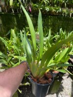 Oncidium Sharry Baby ''Orquídea Chocolate'' - Imagem 6