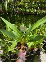 Oncidium Sharry Baby ''Orquídea Chocolate'' - Imagem 7