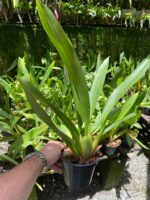 Oncidium Sharry Baby ''Orquídea Chocolate'' - Imagem 5