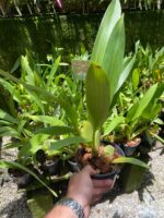 Oncidium Sharry Baby ''Orquídea Chocolate'' - Imagem 4