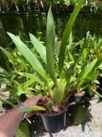 Oncidium Sharry Baby ''Orquídea Chocolate'' - Imagem 3