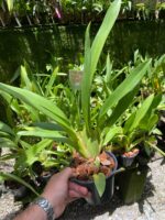 Oncidium Sharry Baby ''Orquídea Chocolate'' - Imagem 2