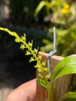 Dendrochilum Pallidiflavens - COM FLOR - COLEÇÃO - Imagem 7