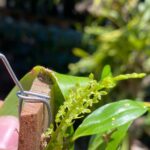 Dendrochilum Pallidiflavens - COM FLOR - COLEÇÃO