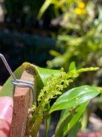 Dendrochilum Pallidiflavens - COM FLOR - COLEÇÃO