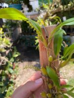 Dendrochilum Pallidiflavens - COM FLOR - COLEÇÃO - Imagem 6