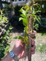 Dendrochilum Pallidiflavens - COM FLOR - COLEÇÃO - Imagem 4