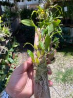 Dendrochilum Pallidiflavens - COM FLOR - COLEÇÃO - Imagem 5