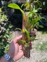 Dendrochilum Pallidiflavens - COM FLOR - COLEÇÃO - Imagem 2
