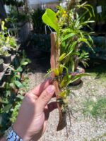 Dendrochilum Pallidiflavens - COM FLOR - COLEÇÃO - Imagem 3