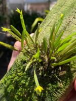 Acianthera Sonderiana - Imagem 2