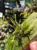 Acianthera Sonderiana - Imagem 3