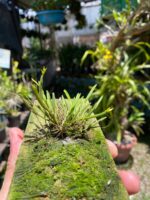 Acianthera Sonderiana - Imagem 5