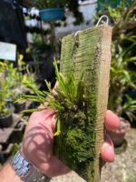 Acianthera Sonderiana - Imagem 6