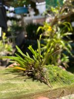 Acianthera Sonderiana - Imagem 4