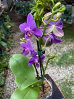 Phalaenopsis Aurora Boreal - RARÍSSIMA - Imagem 9