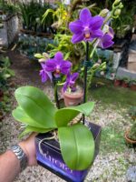 Phalaenopsis Aurora Boreal - RARÍSSIMA - Imagem 2