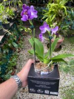 Phalaenopsis Aurora Boreal - RARÍSSIMA - Imagem 8