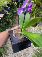 Phalaenopsis Aurora Boreal - RARÍSSIMA - Imagem 7