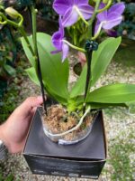 Phalaenopsis Aurora Boreal - RARÍSSIMA - Imagem 6