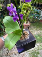 Phalaenopsis Aurora Boreal - RARÍSSIMA - Imagem 5