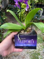 Phalaenopsis Aurora Boreal - RARÍSSIMA - Imagem 4