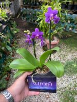 Phalaenopsis Aurora Boreal - RARÍSSIMA - Imagem 3