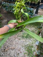 Beallara Pacific Pastel ''Massive'' - COLEÇÃO - Imagem 6