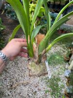 Beallara Pacific Pastel ''Massive'' - COLEÇÃO - Imagem 7