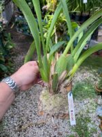 Beallara Pacific Pastel ''Massive'' - COLEÇÃO - Imagem 4