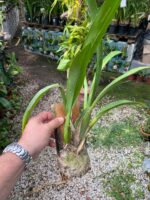 Beallara Pacific Pastel ''Massive'' - COLEÇÃO - Imagem 3