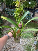 Beallara Pacific Pastel ''Massive'' - COLEÇÃO - Imagem 2