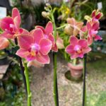 Phalaenopsis Bowdion - COLEÇÃO