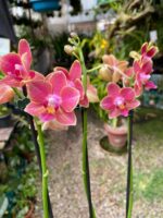 Phalaenopsis Bowdion - COLEÇÃO