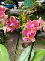 Phalaenopsis Bowdion - COLEÇÃO - Imagem 8
