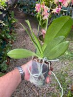 Phalaenopsis Bowdion - COLEÇÃO - Imagem 7