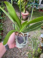 Phalaenopsis Bowdion - COLEÇÃO - Imagem 6