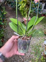 Phalaenopsis Bowdion - COLEÇÃO - Imagem 5