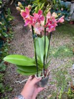 Phalaenopsis Bowdion - COLEÇÃO - Imagem 4