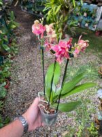 Phalaenopsis Bowdion - COLEÇÃO - Imagem 3