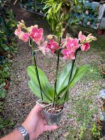Phalaenopsis Bowdion - COLEÇÃO - Imagem 2