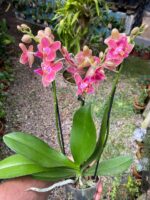 Phalaenopsis Bowdion ''Pelórica'' - COLEÇÃO - Imagem 7